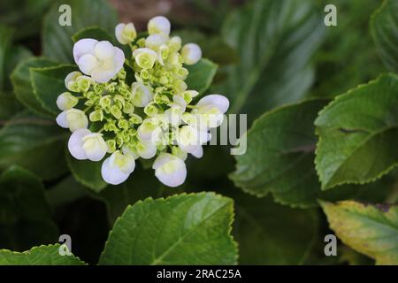 Nahaufnahme von Vegetation, weißen Blumen und grünen Blättern Stockfoto