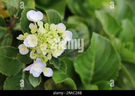 Nahaufnahme von Vegetation, weißen Blumen und grünen Blättern Stockfoto