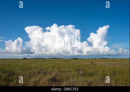 Im Everglades-Nationalpark, Florida, bilden sich leuchtend weiße Kumuluswolken über der Grasprärie. Stockfoto