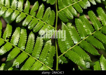 Pteridium aquilinum (Adlerfarn) im amazonischen Wald, Perú. Stockfoto