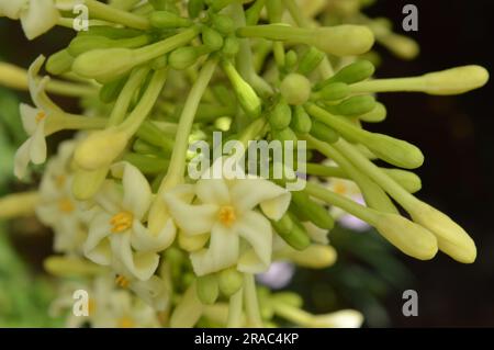 Wunderschöne Papaya-Blumen und Knospen. Stockfoto