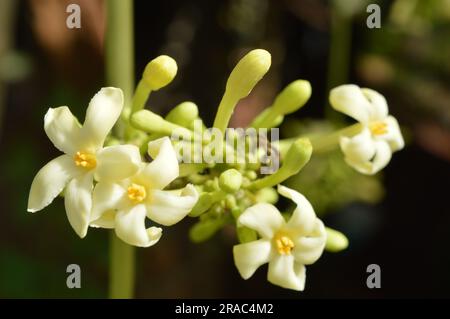 Wunderschöne Papaya-Blumen und Knospen. Stockfoto