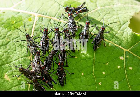 Chromacris psittacus Nymphen im amazonas Wald, Arten außerhalb seines natürlichen Lebensraums, Tingo Maria, Huanuco, Perú. Stockfoto