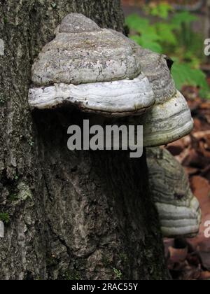 Der Hufpilz wächst auf dem Baumstumpf im Ricketts Glen State Park in Benton, Pennsylvania. Stockfoto