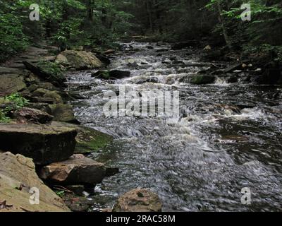 Der Kitchen Creek überschwemmt kleine Kaskaden im Ricketts Glen State Park in Benton, Pennsylvania. Stockfoto