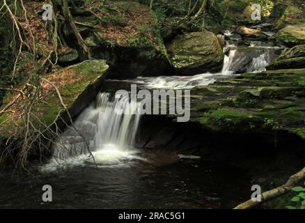 Der Kitchen Creek überschwemmt kleine Kaskaden im Ricketts Glen State Park in Benton, Pennsylvania. Stockfoto