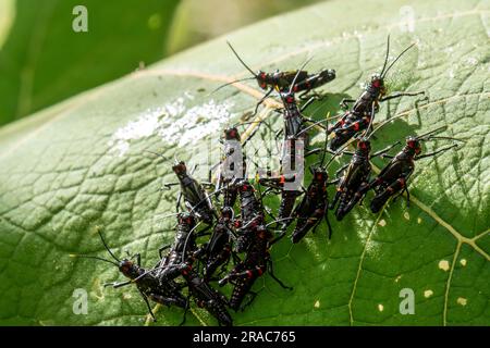 Chromacris psittacus Nymphen im amazonas Wald, Arten außerhalb seines natürlichen Lebensraums, Tingo Maria, Huanuco, Perú. Stockfoto