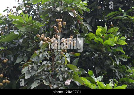 Longan-Baum trägt Früchte im Garten. Longgansaison im Sommer. Cây nhãn, quả nhãn, vườn nhãn Stockfoto