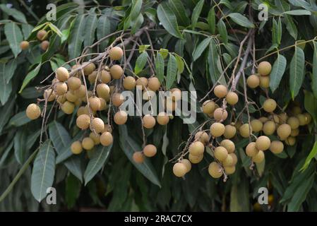 Longan-Baum trägt Früchte im Garten. Longgansaison im Sommer. Cây nhãn, quả nhãn, vườn nhãn Stockfoto