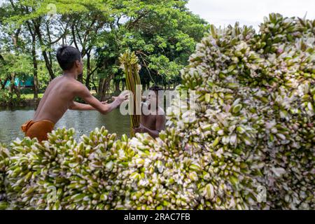 Bauern stapeln Wasserlilien am Ufer des Char Nimtolar Beel in Sirajdikhan upazila von Munshiganj auf, bevor sie sie zu den Küchemärkten in Dhaka schicken. Stockfoto