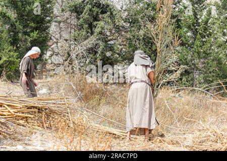 Im Nazareth Village Open Air Museum in Nazareth, Israel, werden die Israeliten des 1. Jahrhunderts von zwei Reenaktoren auf einem Feld geerntet. Stockfoto