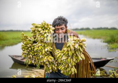 Ein Bauer hält Bündel von Seerosen auf, die von Char Nimtolar Beel in Sirajdikhan upazila aus Munshiganj gepflückt wurden. Das sind die Nationalblumen von Bangla Stockfoto