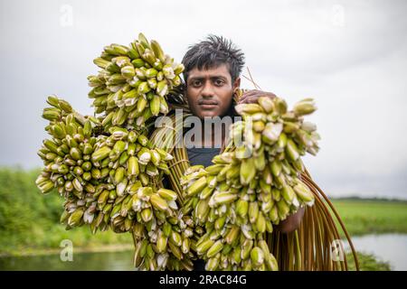 Ein Bauer hält Bündel von Seerosen auf, die von Char Nimtolar Beel in Sirajdikhan upazila aus Munshiganj gepflückt wurden. Das sind die Nationalblumen von Bangla Stockfoto