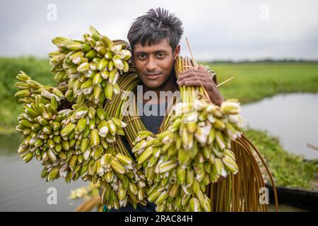 Ein Bauer hält Bündel von Seerosen auf, die von Char Nimtolar Beel in Sirajdikhan upazila aus Munshiganj gepflückt wurden. Das sind die Nationalblumen von Bangla Stockfoto