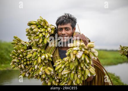 Ein Bauer hält Bündel von Seerosen auf, die von Char Nimtolar Beel in Sirajdikhan upazila aus Munshiganj gepflückt wurden. Das sind die Nationalblumen von Bangla Stockfoto