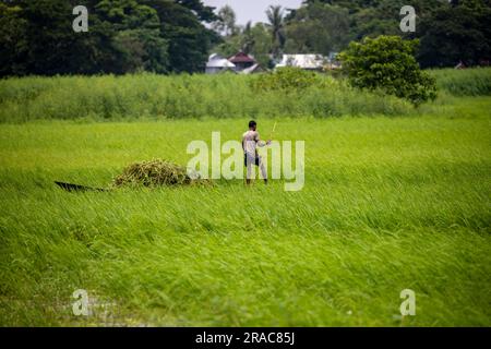 Ein Landwirt sammelt Wasserhyazinthen für Viehfutter vom Char Nimtolar Beel in Sirajdikhan upazila aus Munshiganj. Bangladesch Stockfoto