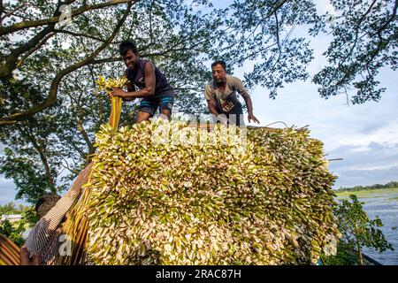 Bauer laden Stängel von Wasserlilien auf einen LKW am Ufer von Char Nimtolar Beel in Sirajdikhan upazila von Munshiganj, um sie auf den Küchenmarkt zu schicken Stockfoto