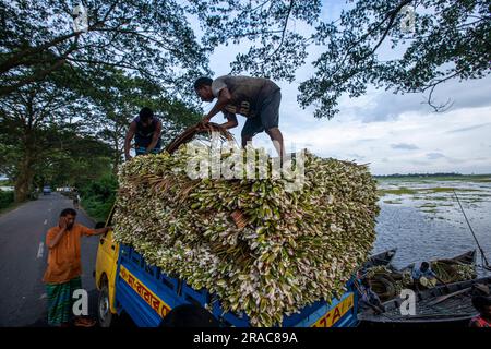 Bauer laden Stängel von Wasserlilien auf einen LKW am Ufer von Char Nimtolar Beel in Sirajdikhan upazila von Munshiganj, um sie auf den Küchenmarkt zu schicken Stockfoto