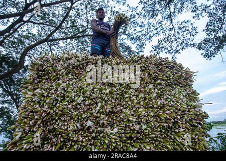 Bauer laden Stängel von Wasserlilien auf einen LKW am Ufer von Char Nimtolar Beel in Sirajdikhan upazila von Munshiganj, um sie auf den Küchenmarkt zu schicken Stockfoto