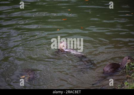 Ein Otter im Wasserkörper, der einen großen Fisch frisst, während andere Otter um ihn herum sind Stockfoto