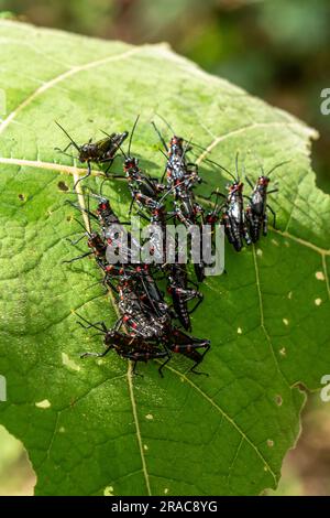 Chromacris psittacus Nymphen im amazonas Wald, Arten außerhalb seines natürlichen Lebensraums, Tingo Maria, Huanuco, Perú. Stockfoto