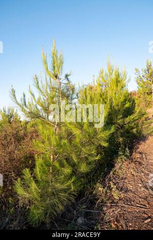 Junge Schüsse einer Kiefer in Tau-Nahaufnahme. Mount Carmel bei Sonnenaufgang. Israel Stockfoto