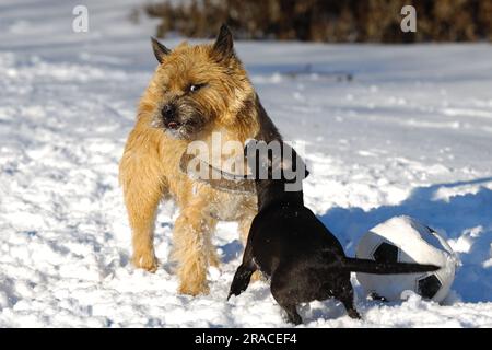 Hunde spielen im Schnee. Bewegungsunschärfe. Die Rasse der Hunde ist ein Cairn Terrier und der kleine Hund ist eine Mischung aus einem Chihuahua und einem Miniatur-Pinsche Stockfoto