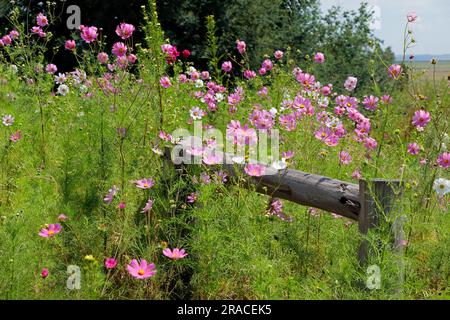 Bunte Kosmosblumen (Cosmos bipinnatus) in einer ländlichen Landschaft Südafrikas Stockfoto