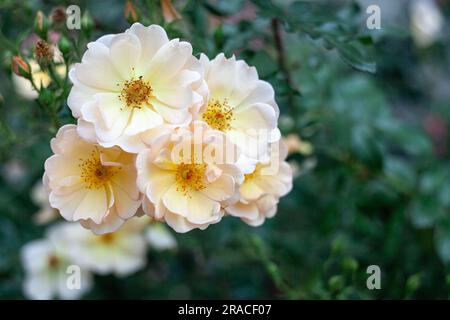 Schöne frische Moschusrose. Rosa-Moschata-Blumen im Frühsommer Stockfoto