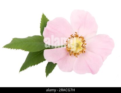 Blumen dogrosieren. Rosehip Rosa. Hundrosenblüten mit Blättern, isoliert auf weißem Hintergrund Stockfoto