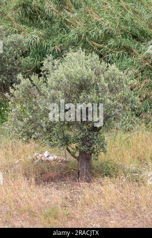 Olivenbaum Stockfoto