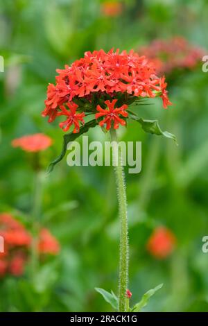 Silene chalcedonica, das Malteserkreuz, Scharlach lychnis, Blume von Bristol, Jerusalem Kreuz, nonesuch, scharlachorange rote Blüten auf kräftigen Stängeln Stockfoto