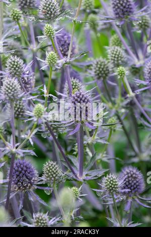 Eryngium planum Blauer Glitzer, blauer Eryngo Blauer Glitzer, flache Meerjungfrau, mehrjährige silberblaue Blumen Stockfoto
