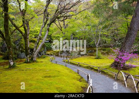 Kyoto 2023, Hogon-in Tempel Zen Garten, Arashiyama, Kyoto im Frühjahr 2023, japanischer Garten mit Frühlingsblumen Stockfoto