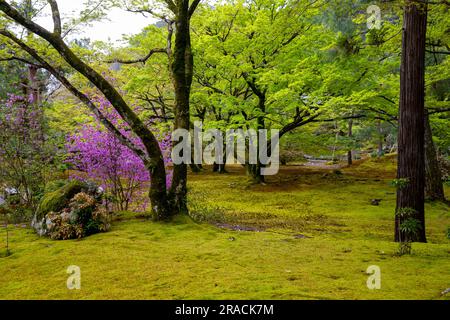 Kyoto 2023, Hogon-in Tempel Zen Garten, Arashiyama, Kyoto im Frühjahr 2023, japanischer Garten mit Frühlingsblumen Stockfoto