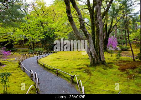 Kyoto 2023, Hogon-in Tempel Zen Garten, Arashiyama, Kyoto im Frühjahr 2023, japanischer Garten mit Frühlingsblumen Stockfoto