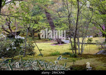 Kyoto 2023, Hogon-in Tempel Zen Garten, Arashiyama, Kyoto im Frühjahr 2023, japanischer Garten mit Frühlingsblumen Stockfoto