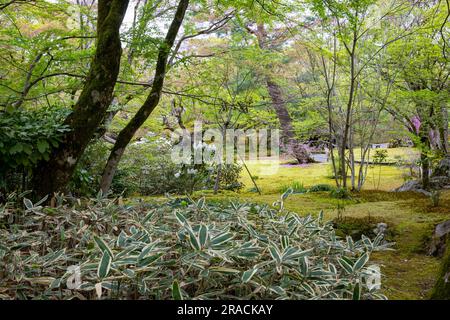 Kyoto 2023, Hogon-in Tempel Zen Garten, Arashiyama, Kyoto im Frühjahr 2023, japanischer Garten mit Frühlingsblumen Stockfoto