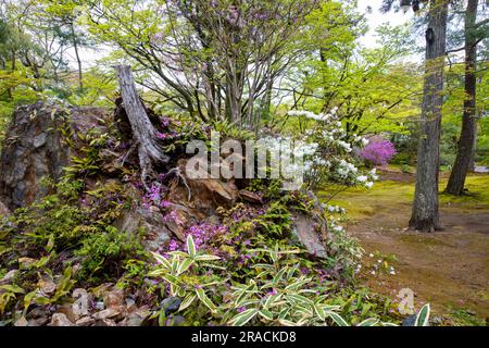 Kyoto 2023, Hogon-in Tempel Zen Garten, Arashiyama, Kyoto im Frühjahr 2023, japanischer Garten mit Frühlingsblumen Stockfoto