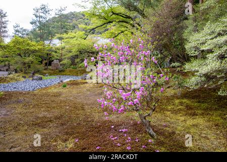 Kyoto 2023, Hogon-in Tempel Zen Garten, Arashiyama, Kyoto im Frühjahr 2023, japanischer Garten mit Frühlingsblumen Stockfoto