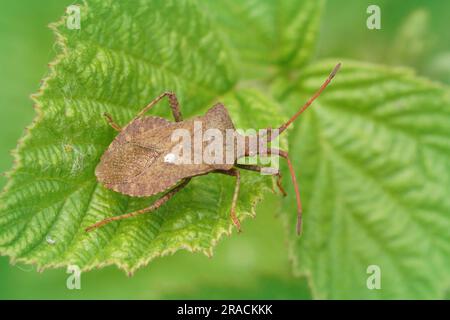 Natürliche Nahaufnahme auf dem braunen Käfer, Coreus marginatus, sitzt auf einem grünen Blatt Stockfoto