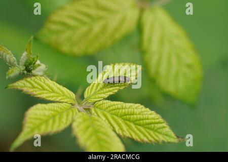 Natürliche Nahaufnahme auf dem kleinen metallischen Eichenjuwel oder herrlichen Käfer, Agrilus biguttatus auf einem grünen Blatt Stockfoto