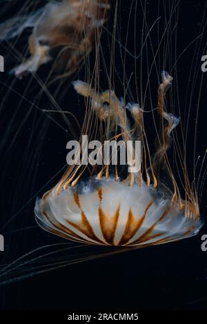 Quallen schwimmen im Point Defiance Zoo in Tacoma, Washington Stockfoto