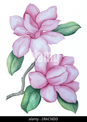 Aquarellvektor-Illustration einer Magnolienblume. Set mit dekorativen Elementen Stock Vektor