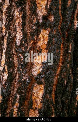 Verbrannte Rinde von Mammutbäumen, Nahaufnahme. Black Burnt Tree Bark im Sequoia National Park. Verbrannte Rinde eines Küstenmammutbaums in Nordkalifornien. Sequoia-Holzstruktur und -Hintergrund - Redwood-Baumrinde Stockfoto