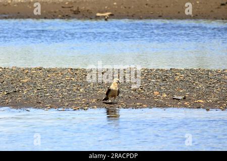 Gelbkopf-Caracara in Costa Rica Stockfoto