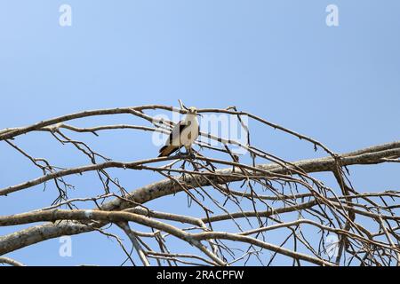Gelbkopf-Caracara in Costa Rica Stockfoto
