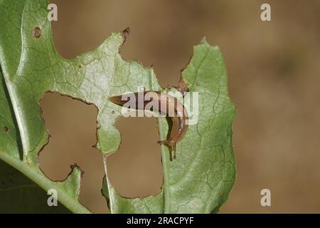 Gewächshausschlamm (Ambigolimax valentianus). Familienkeelback-Schnecken (Limacidae). Er kriecht über ein Blatt. Holländischer Garten, Juni. Niederlande Stockfoto