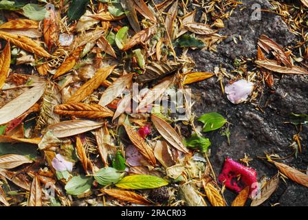 03. Juli 2023/farbenfrohe Blätter in Kastrup, dänische Hauptstadt Kopenhagen Dänemark. (Foto: Francis Joseph Dean/Dean Pictures) Stockfoto