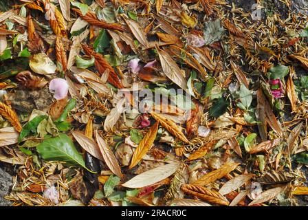03. Juli 2023/farbenfrohe Blätter in Kastrup, dänische Hauptstadt Kopenhagen Dänemark. (Foto: Francis Joseph Dean/Dean Pictures) Stockfoto